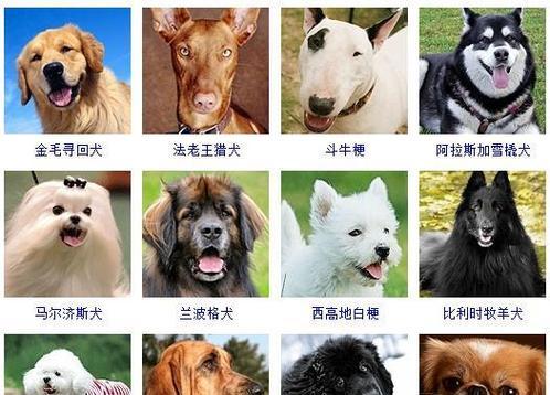 全面了解狗狗品种——从外表到性格，一网打尽！（狗狗品种分类及特点，选择适合你的理想伴侣。）