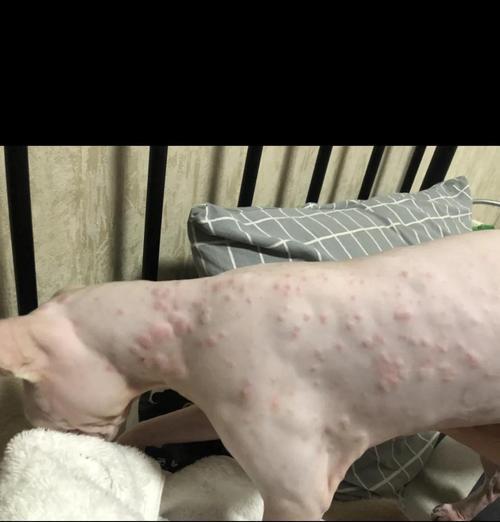 猫的皮肤病（探究猫患皮肤病后康复所需的时间及注意事项）