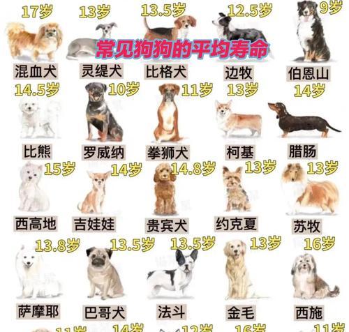狗狗球虫的存活期限及影响因素（球虫的生命周期、环境要求和寄主生存时间）