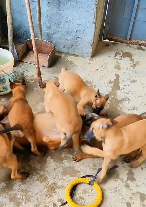 如何挑选优质纯种马犬？（以纯种马犬标准为指引，选择健康优秀的宠物伴侣）