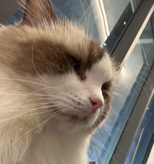 小猫吃完饭多久排便？（探索小猫排便的时间和习惯）