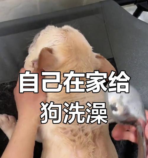 两个月大的狗狗何时可以洗澡？（宝贝狗狗洗澡的最佳时机和注意事项）