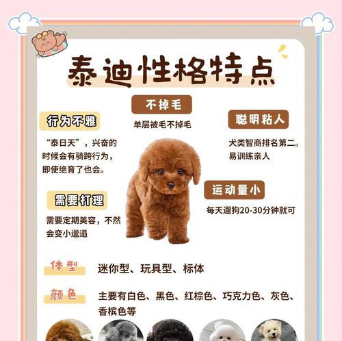 探究泰迪犬的标准体重及褪色解决方法（从萌宠到成犬，你了解泰迪吗？关注泰迪犬的体重和褪色问题）