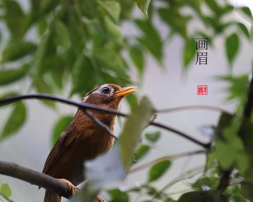 揭秘画眉斗鸟（一探斗鸟世界的奥秘，为你带来惊喜与欢乐）