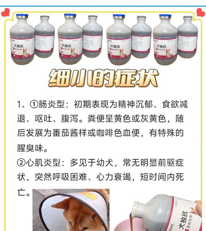 养狗之道（了解狗病毒的传播周期及安全细节）