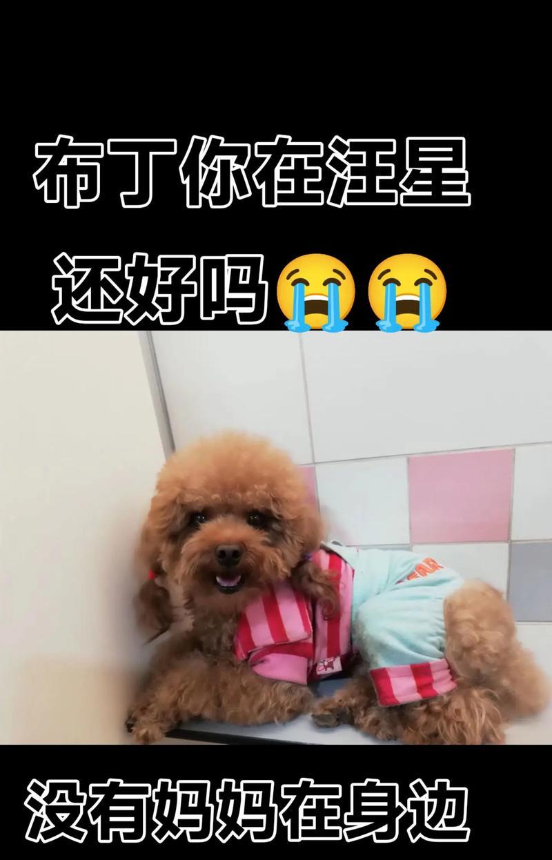 泰迪犬舔人嘴巴的5个原因（深入探究泰迪犬舔人嘴巴的行为，揭示背后的原因和意义）