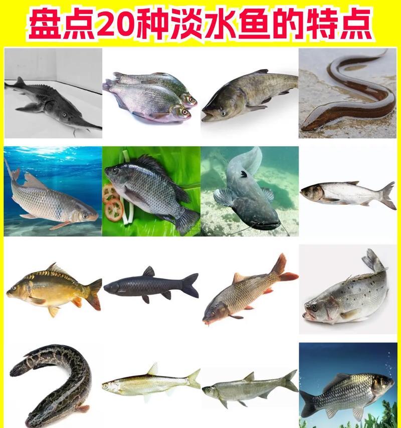 深水鱼的种类与特点（探索深海之谜，揭秘深水鱼的奥秘）