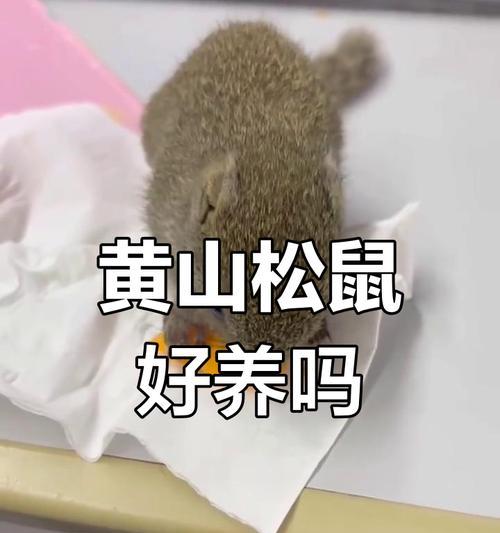 与松鼠共度多久才能与人亲近（探索与松鼠建立亲密关系的时间和方式）