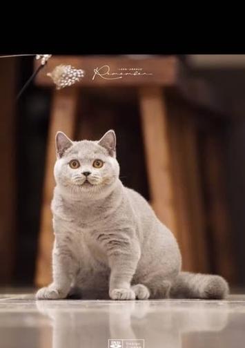 英短猫（探索英短猫的价格和魅力）