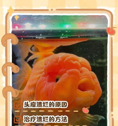 金鱼白点病的治疗方法及注意事项（新鱼友如何正确处理金鱼患上白点病的情况）