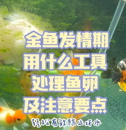 家养金鱼如何处理产卵情况（金鱼产卵后的善后措施及生存状况分析）