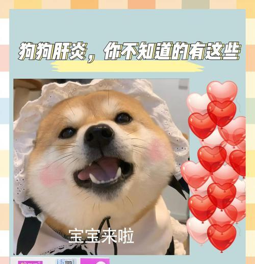 狗狗胰腺炎复发的症状及处理方法（了解狗狗胰腺炎复发的常见症状和有效的处理方法）