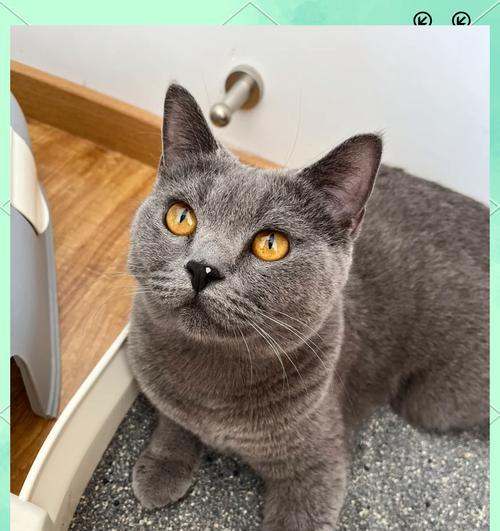 猫咪出生后多久排便？（探究猫咪出生后排便的时间和方法）