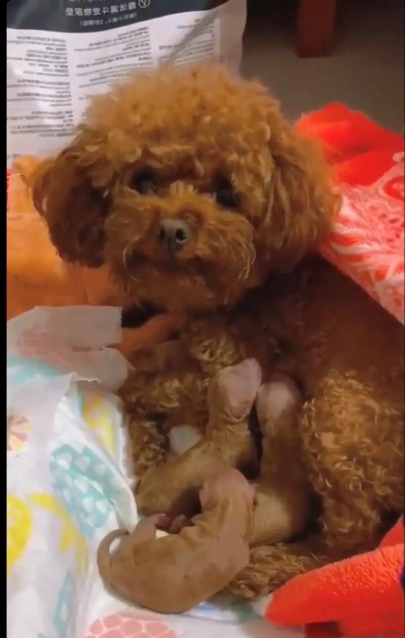 泰迪幼犬美容需要多长时间？（了解泰迪幼犬美容流程及时间安排）