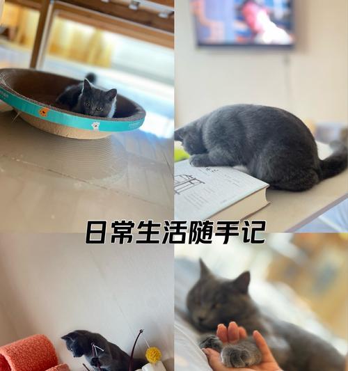 小猫的成长奇迹（探寻小猫成长的秘密，揭开时间的神秘面纱）