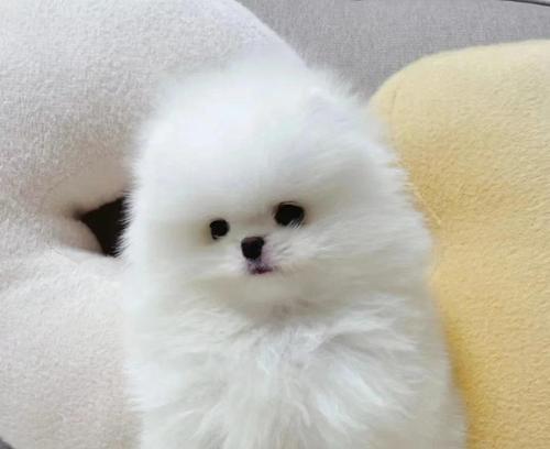 奇迹般的狗（探索不老神奇的犬类生命进程）