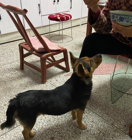贵宾断尾合适时间及注意事项（贵宾犬断尾适当时机与注意事项，以及断尾对犬只健康的影响）