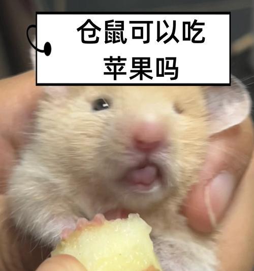 仓鼠的日常饮食习惯（了解仓鼠的饮食需求，给它们提供丰富多样的食物）
