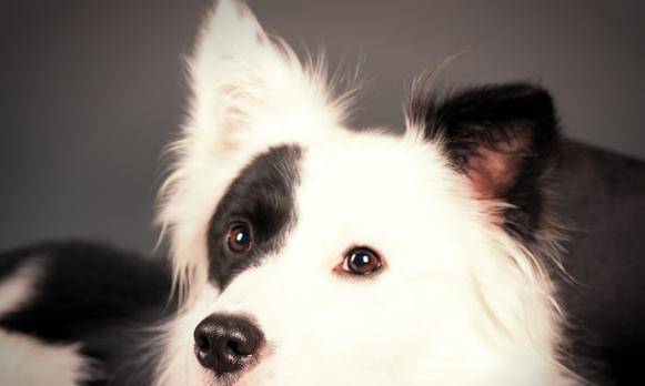 黑白系列的狗（黑白两色犬种的魅力与特点）