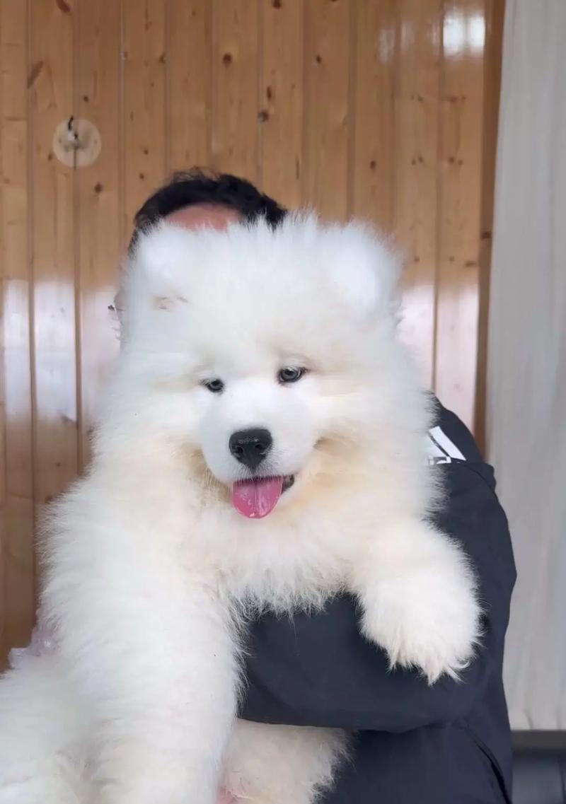 选择纯种萨摩耶的要点（了解纯种萨摩耶的标准与选择技巧）