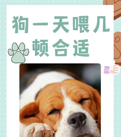 狗狗一天需要多少时间？（探讨狗狗每天需要的活动时间和休息时间）