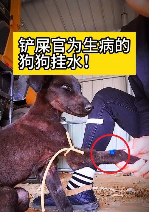 狗手术后输液多久可以洗澡？（洗澡时间的关键因素及注意事项）