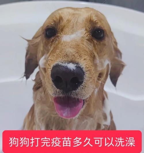 狗狗打针后多久能吸收疫苗？（了解狗狗打针吸收时间的关键因素和注意事项）