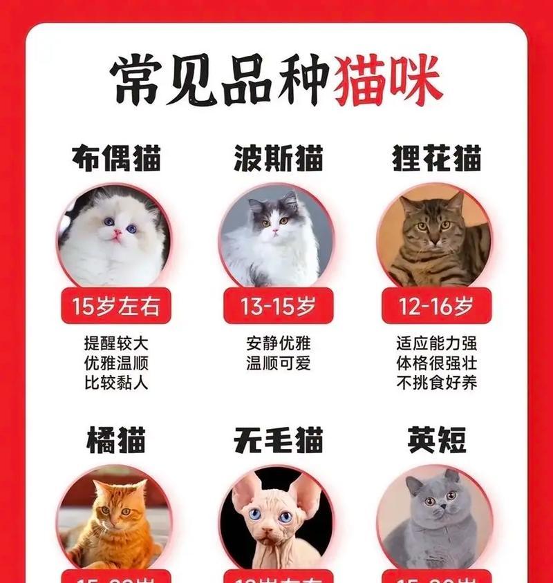猫咪年龄换算成人类年龄的方法（揭秘猫咪年龄与人类年龄的换算规律）