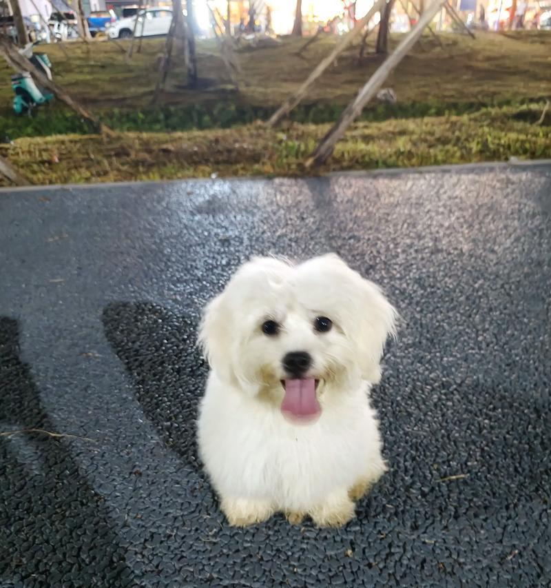 狗的泡泡持续时间有多久？（探究狗生泡泡的时间长度及其影响因素）