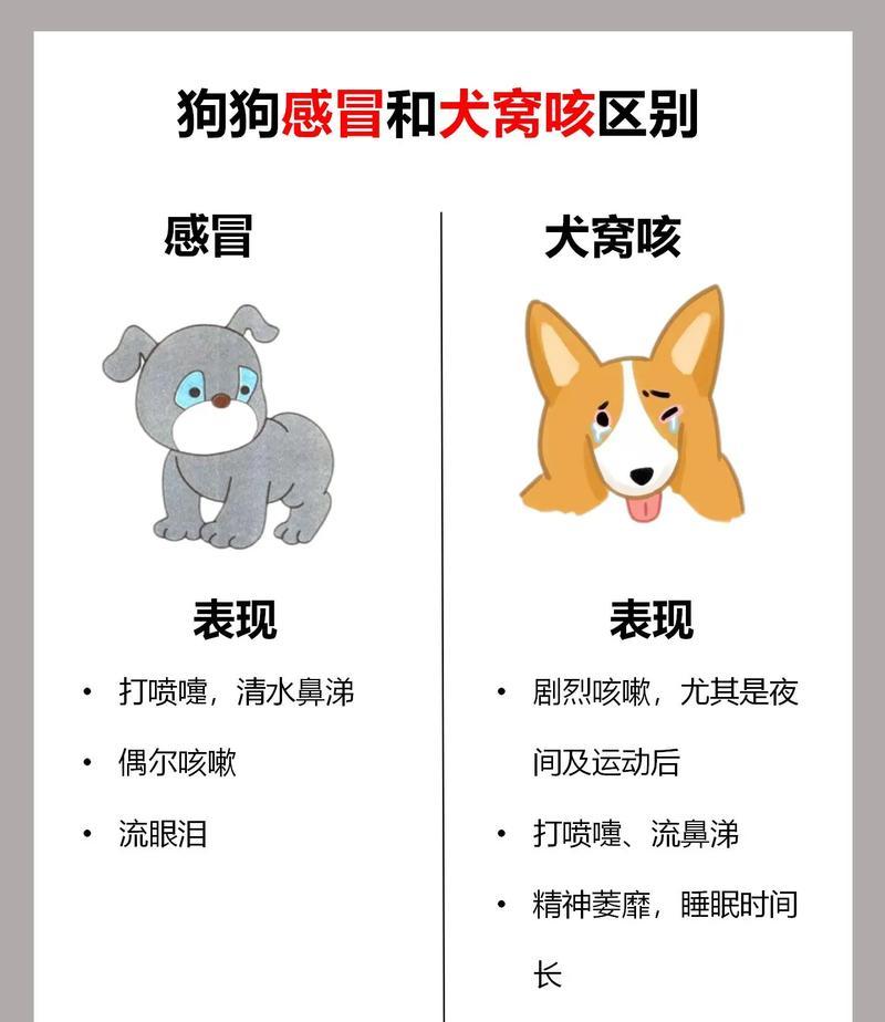 狗感冒后症状及其处理方法（详解狗感冒后的常见症状及应对之策）