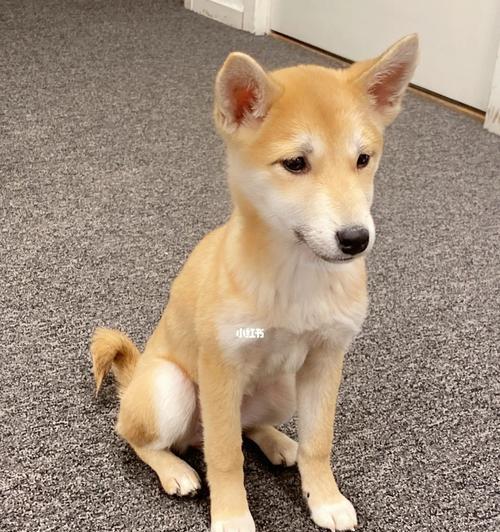 柴犬的脸型之争（探讨柴犬不同脸型的特点及个人喜好）