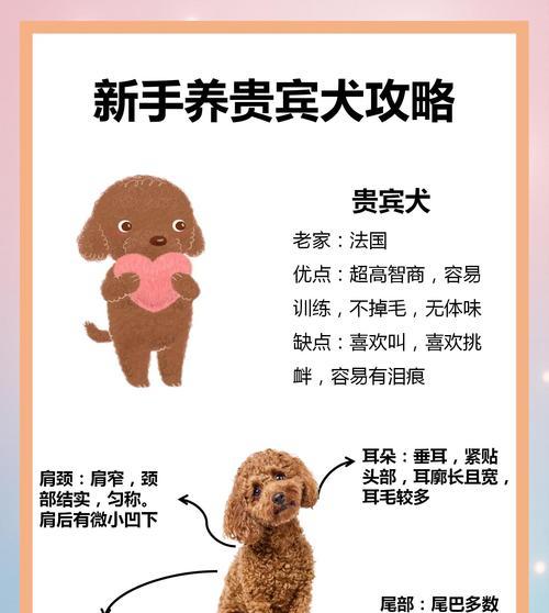 喂养巨型贵宾犬的七个雷区（避免踩坑，巨型贵宾犬健康成长）