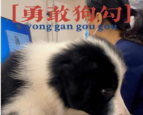 一岁狗适应新环境的时间与方法（以一岁狗为例，探讨适应新环境所需的时间和有效方法）