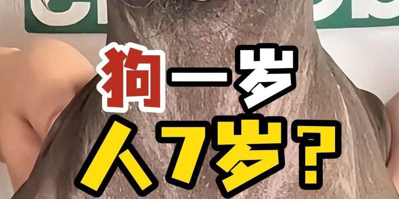 小狗一岁有多久？（揭秘小狗成长的时间奥秘）