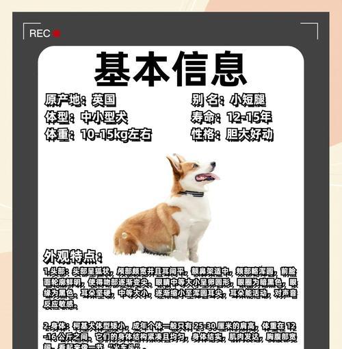 培养聪明可爱的3个月柯基犬（让你的小柯基成为聪明狗狗的方法）