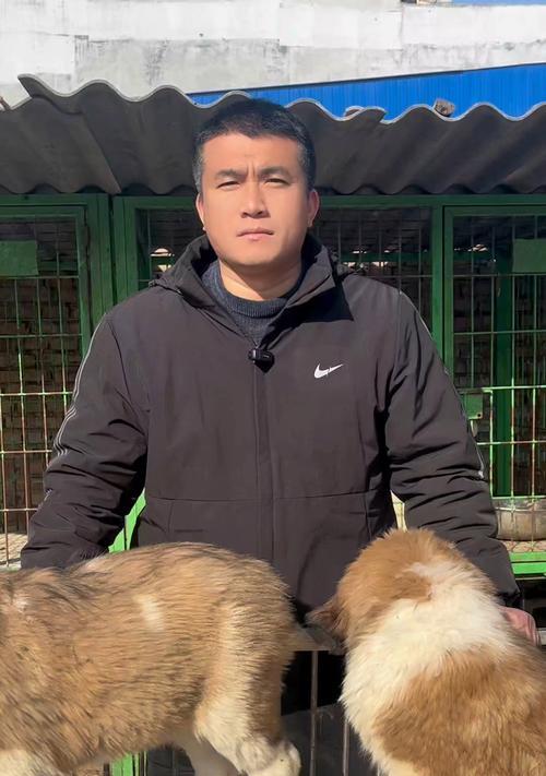 探寻圣伯纳犬的魅力（为何越来越多人选择养圣伯纳犬？）