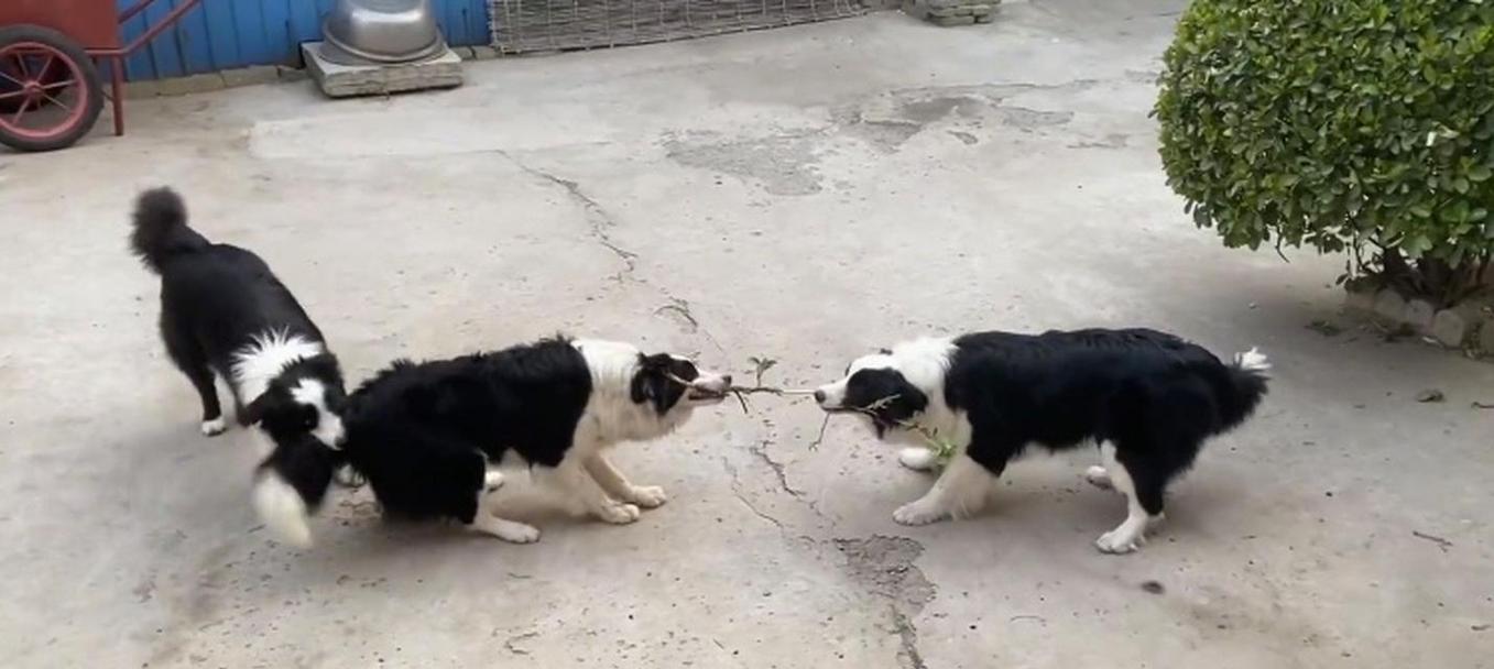 如何训练狗狗接飞盘？三步骤搞定！（让你的狗狗成为飞盘高手，尽在这三步！）