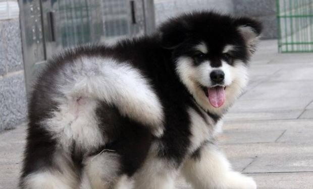 二个月大阿拉斯加一天睡多久（揭秘幼犬睡眠规律及训练方法）