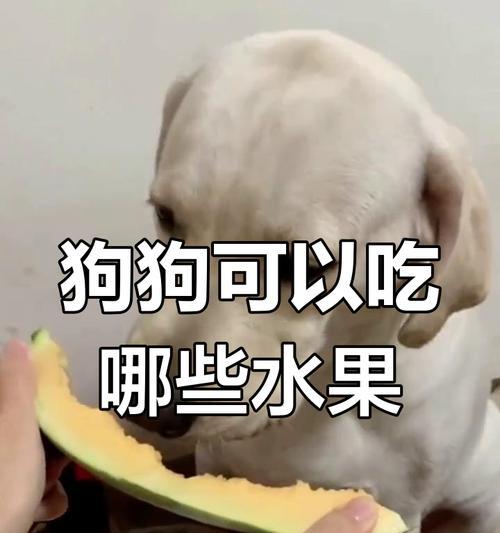 狗狗能吃哪些水果？（了解适合狗狗食用的水果种类及注意事项）