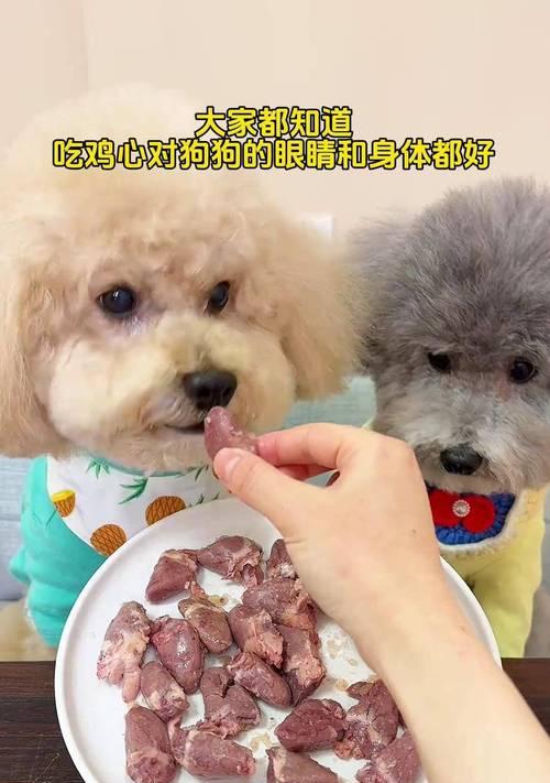 一月泰迪的饮食习惯（了解泰迪的饮食需求，合理安排饲养计划）