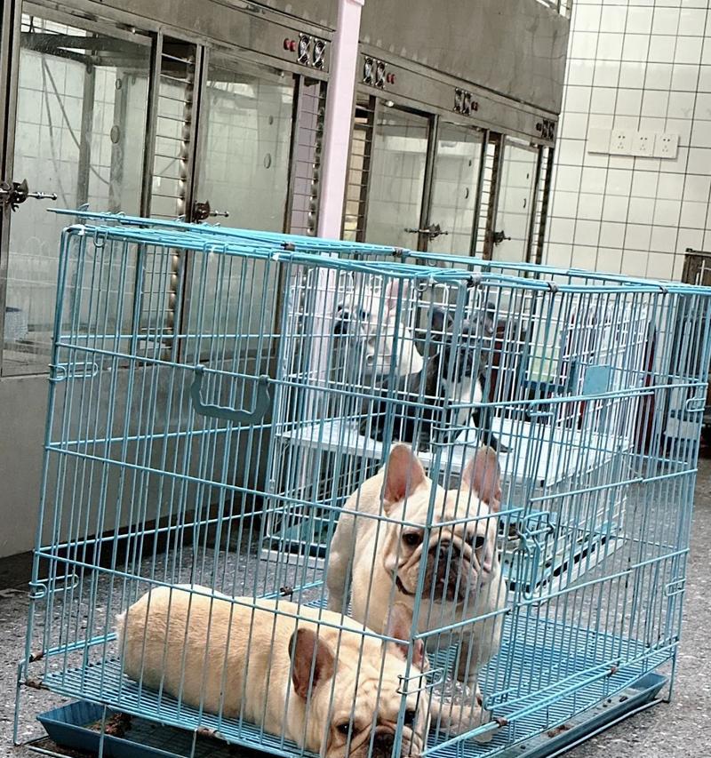 以法牛配完多久能看出效果？（探究以法牛配合的效果显现时间及关键因素）