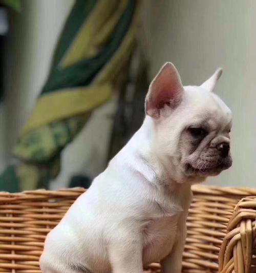 法国斗牛犬（了解法国斗牛犬的体型特征和性格特点）