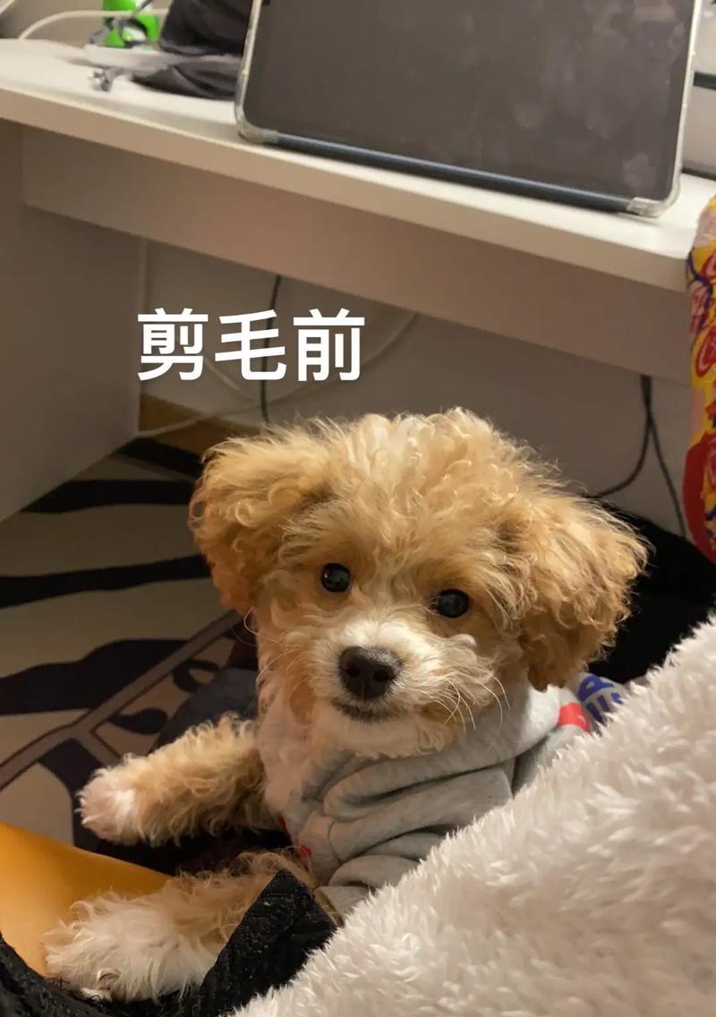 泰迪狗狗毛色变浅的原因及补救方法（如何有效改善泰迪狗狗毛色变浅的问题）
