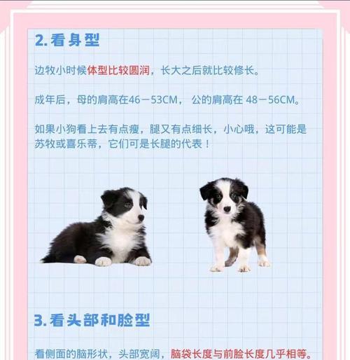 喂养边牧的注意事项（了解边牧的饮食需求，健康养育你的爱宠）