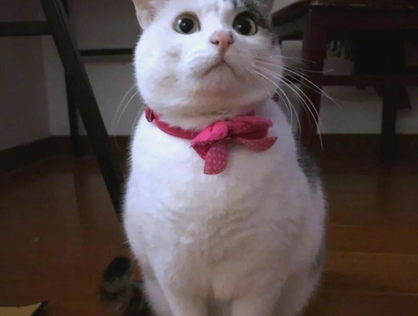 如何衡量猫咪的智商？（揭开猫咪智商的神秘面纱）