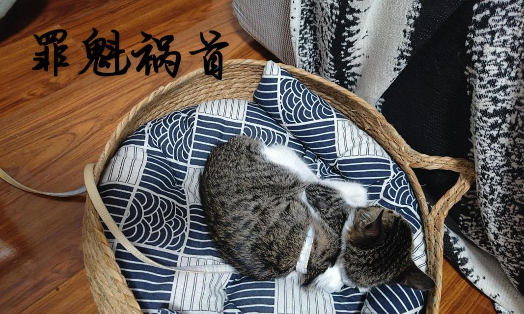 小猫咪何时离开窝巢？（揭秘小猫咪独立离巢的关键时刻）