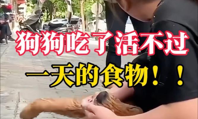 冬天狗吃食物的注意事项（冬季狗粮补充与饮食调整，让宠物过一个温暖又健康的冬天）