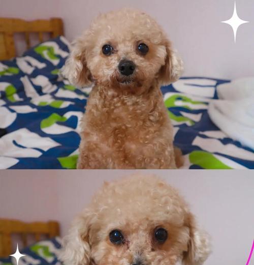 泰迪犬养成听话的秘诀（培养泰迪听话的方法和时间节点）