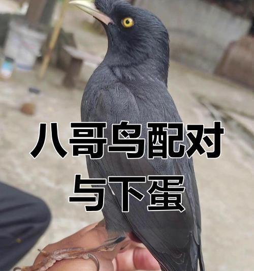如何区分野生和家养的八喜鸟（辨别八喜鸟身份的方法及其）