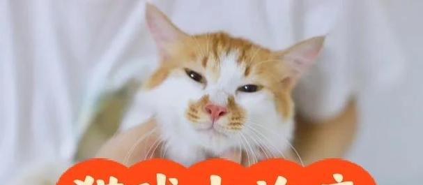 治疗猫咪球虫病的简单方法（选择药物治疗球虫病，享受方便且有效的解决方案）
